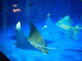 Deep-blue aquarium waters, graceful spotted eagle rays, silver tails, pearl-like markings, bubble columns, soft reflections, and Kyushu’s quiet Japanese seaside atmosphere.
