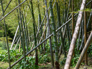 Sunlit bamboo grove in Kyushu’s lush hills, dense green culms, delicate leaves, mossy undergrowth, and quiet pathways evoking timeless Japanese woodland serenity.